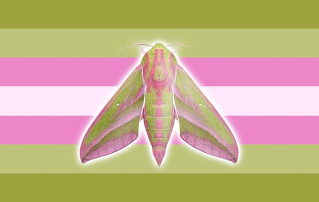 ElephantHawkMothGender ElephantHawkMothGender
