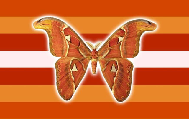AtlasMothGender AtlasMothGender