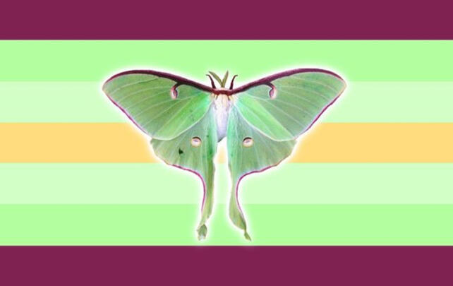 LunaMothGender LunaMothGender
