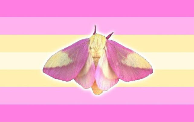 RosyMapleMothGender RosyMapleMothGender
